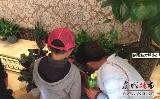 创想·魅力城:魅力绿色季,绿植带回家
