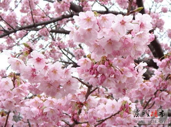 山水桃源 春来看桃花