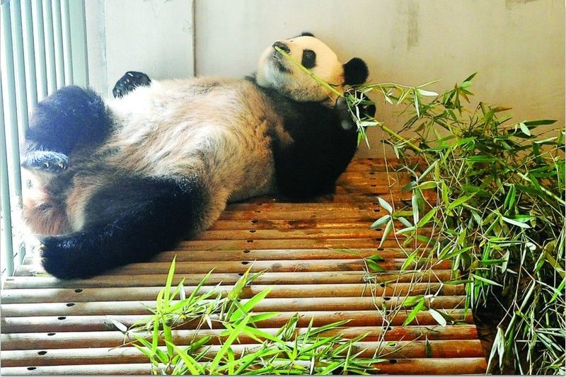 2只大熊猫入住苏州 预计中秋将与市民见面!